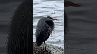 The Heron: A Symbol of Wisdom & Transformation