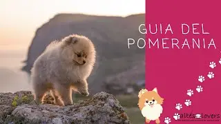 Perro Pomerania, donde adquirir uno en Espa&ntilde;a