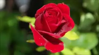 Jaroslav Nodes &  DJ Kosvanec - Lady Gaga - Joanne - Million Reasons( Progressive Love Remix)