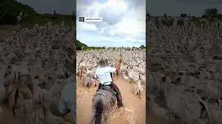 Trabajos de llano en el Hato San Felipe - Casanare, Colombia. #llano #ganado