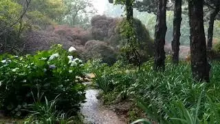  for Deep Sleep Gentle Rain ASMR 🌧️ Night Rain Sounds to Fall Asleep Fast