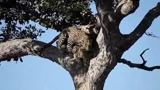 &ldquo;No two leopards have the same spots &mdash; each one is truly unique. please like and subscribe. 