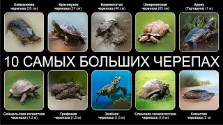 Top 10 Largest Turtles
