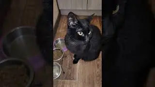 учёные доказали .стэтхем цитирует. котик ждёт. #видосыоткота