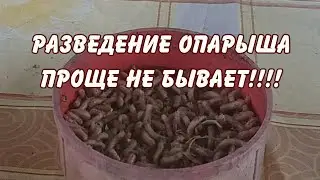 разведения опарыша - проще не бывает!