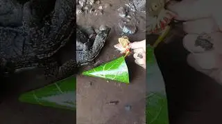 SNAKEHEAD FISH, SNAKEHEAD FISH CATCHING - SNAKEHEAD FISH #shorts  #fish #channa #viralvideo