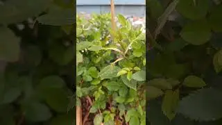 Bloomables Rose!