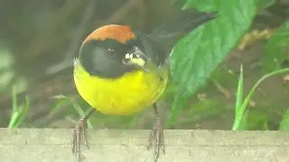 Perij&aacute; Brush-Finch, Atlapetes nigrifrons, Serran&iacute;a del Perij&aacute;, Northern Colombia Birding Trail