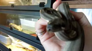 Introducing my boa collection