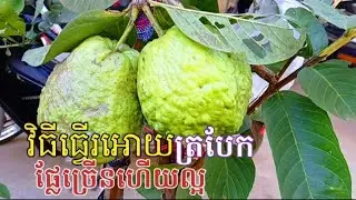វិធីធ្វើរអោយត្របែកផ្លែច្រើនហើយល្អ
