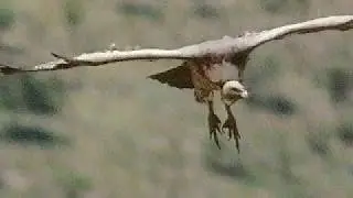 Vultures Feeding