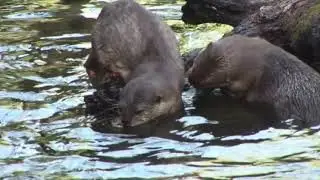 Discover Alabama's Hidden Natural Wonders