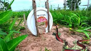The First Primitive DIY Creative Snake Trap Using Electric Fan Cover & Pipe That Work