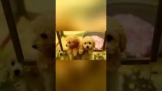 The Best Window Spot for Puppy play🐶