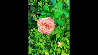 cherry vintage 01 song