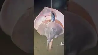 The Ocean Had A BUY ONE GET ONE Free Sale