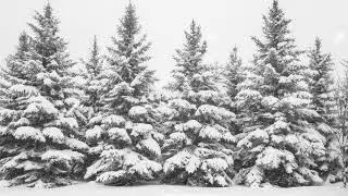 Tranquil Winter Wonderland: Snow-Covered Forest Animated Screensaver for a Cozy and Peaceful Setting
