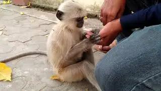 Perfect bonding between Human & Monkey (Bandar) / Baby Monkey eating nuts from the hands of human