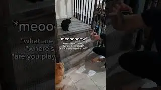 Cat Enraged By Magic Trick