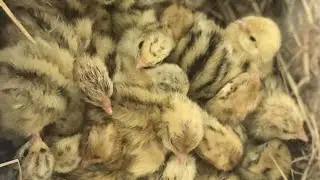 Інкубація перепілок - інкубаційне яйце - вирощування перепілок
