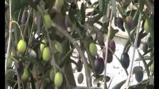 How to Harvest and Blend Olive Oil