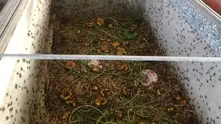 Thành quả đầu tiên về nuôi dế khởi nghiệp