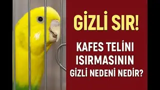 Kafes Telini Isırmasının Gizli Nedeni Sizi &Ccedil;ok Şaşırtacak! 🦷🤔 #muhabbetkuşu #birds #parrot #birdsong