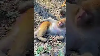 Baby monkey skill #monkey#animal#monkey#monkeylove #monkeybaby #monkeyface#MonkeyLife #monkeybabyfun