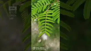 Lightroom Editing |Moody Green | Viral Reel | free preset in Instagram bio #shorts #lightroom #reel