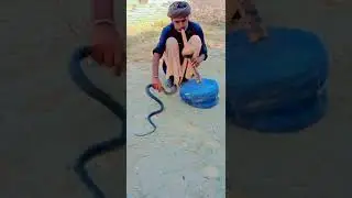 #cobra #steetperformem#snake #flute#primre nagin jugi #tags #viralvideo #aftabiqbal #saifiproduction