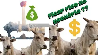 Porque iniciar na pecuária. Dicas para ficar rico. O que todo milionário faz ?