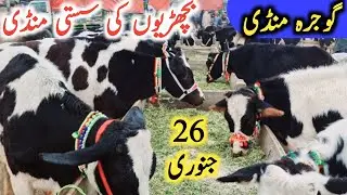Holstien Friesian Cholistani Sahiwal Jersey Cross Bachrian | Gojra Mandi || Mandi Star