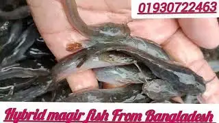 উন্নত জাতের হাইব্রিড মাগুর মাছের পোনা চাষের কৌশল। হাইব্রিড মাগুর মাছ চাষ করে আপনিও হয়ে যান লাভ ।
