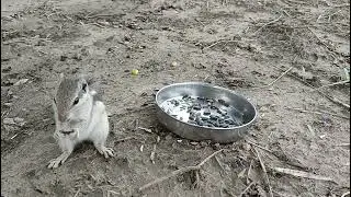 My Squirrel 🐿️ Pet cute animals