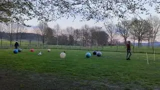 Treibball zu zweit