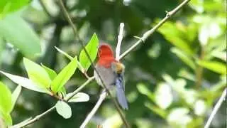 Crimson Sunbird in mating display & song