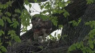 2023-04-23 Governors Island Red-tailed Hawk Nest