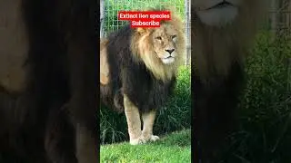 extinct lion species #lion king #@extinct @#lions