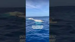 Pt. 1 Hawaiian Iceberg 🐋 guess what we saw next!! 🫨🫣🙌🙌 #hawaii #whale #circleoflife #sharks #1