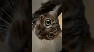 cat exercise #bengal #cute #cat