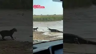 Leopard vs Crocodile &mdash; Caught from Car Camera 😱 #shorts #AnimalRescue #WildlifeShorts #AnimalAttack