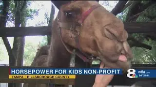 Get up-close to animals at this Tampa Bay farm