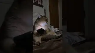 Чудесные ролики с ИИ😜😄