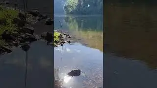 Tiger creek