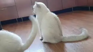 Потеряла собаку ) кошки блю поинт и шиншилла