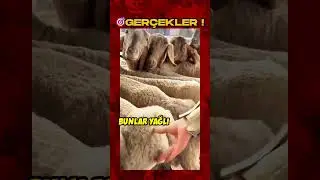 💥KOYUNLAR HAKKINDA ŞOK GER&Ccedil;EKLER💥💥 SHOCKING FACTS ABOUT SHEEP! 💥#koyunculuk #koyun #sheep #facts