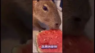 What to Know Before Adopting a Capybara