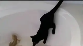 Cat falls in a tub and gets scared by Lizard