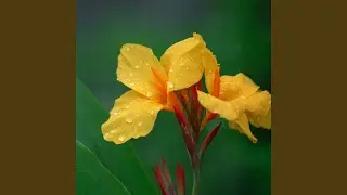 Gentle Bloom