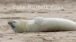 Norfolk Grey Seals & Seal Pups | Incredible UK Wildlife